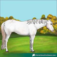 Horse Color:Chestnut Appaloosa 