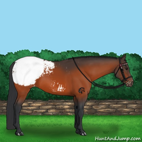 Horse Color:Bay Appaloosa 