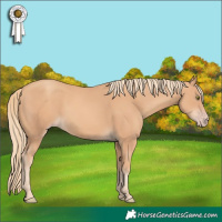 Horse Color:Gold Champagne 