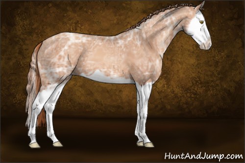 Horse Color:Gold Champagne Ice Splash 
