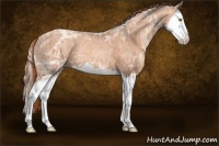 Horse Color:Gold Champagne Ice Splash 