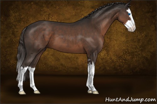 Horse Color:Liver Chestnut Sabino Splash 
