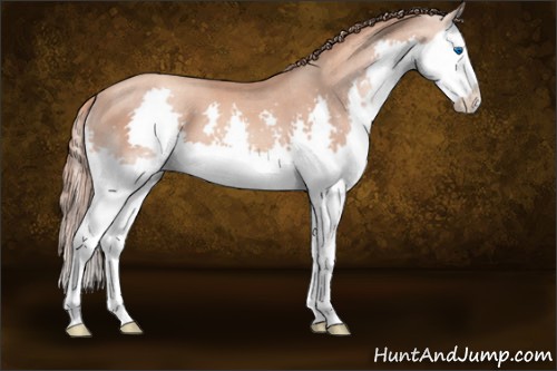 Horse Color:Gold Champagne Splash