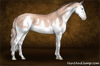 Horse Color:Gold Champagne Splash