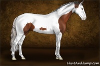 Horse Color:Liver Chestnut Splash Tobiano 