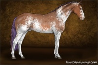 Horse Color:Painted White Spotted Chestnut Sabino Appaloosa Rabicano