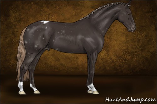 Horse Color:Liver Chestnut Appaloosa 