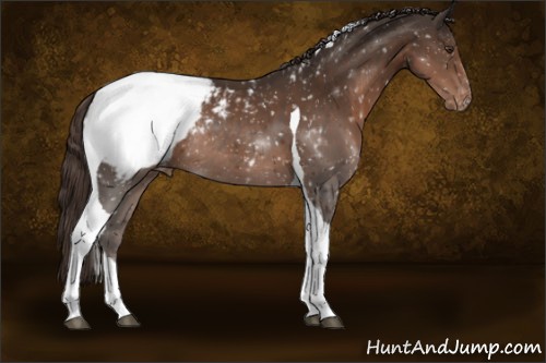 Horse Color:Liver Chestnut Sabino Tobiano Appaloosa Rabicano 