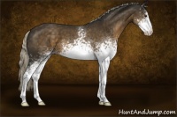 Horse Color:White Spotted Chocolate Palomino Sabino 