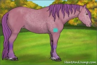 Horse Color:Watercolor Buckskin Sabino Appaloosa 