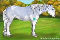 Horse Color:Watercolor Gold Cream Champagne Sabino Splash Appaloosa 