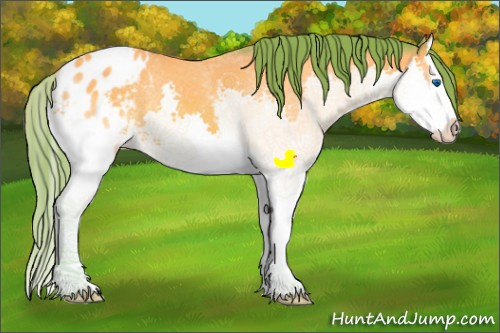 Horse Color:Watercolor White Spotted Buckskin Splash Appaloosa 
