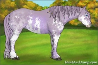 Horse Color:Watercolor Chestnut Sabino Splash
