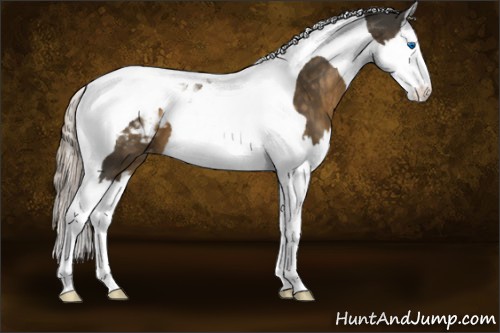 Horse Color:Chocolate Palomino Splash Tobiano Blanket 
