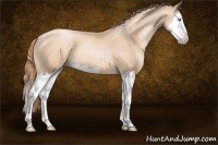 Horse Color:Gold Champagne Pearl Sabino Splash 