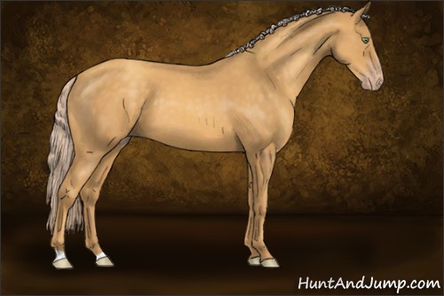 Horse Color:Gold Cream Champagne