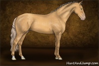 Horse Color:Gold Cream Champagne 