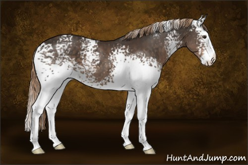 Horse Color:White Spotted Liver Chestnut Sabino Splash 