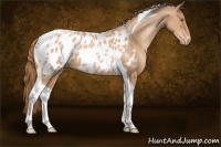 Horse Color:Chestnut Pearl Tobiano Appaloosa 