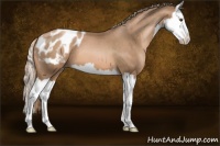Horse Color:Liver Chestnut Pearl Splash Appaloosa 