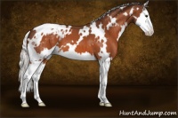 Horse Color:White Spotted Silver Bay Splash Appaloosa 