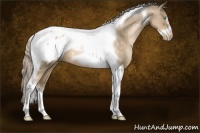 Horse Color:Chocolate Palomino Pearl Tobiano Frame Appaloosa