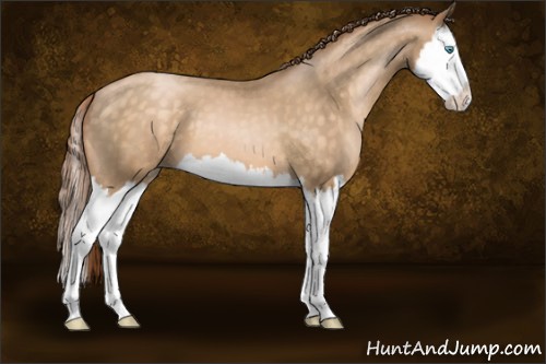 Horse Color:Buckskin Pearl Splash