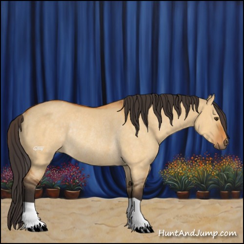 Horse Color:Buckskin Dun Rabicano 