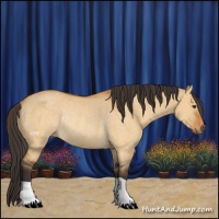 Horse Color:Buckskin Dun Rabicano 