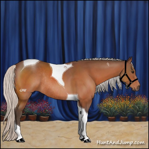 Horse Color:Silver Brown Tobiano Rabicano