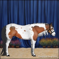 Horse Color:Bay Sabino Tobiano 