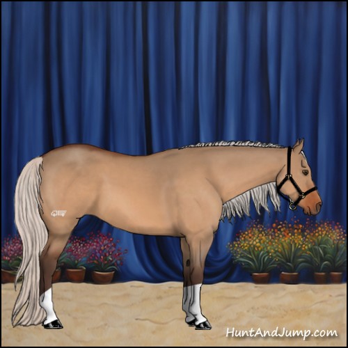 Horse Color:Silver Bay Dun 