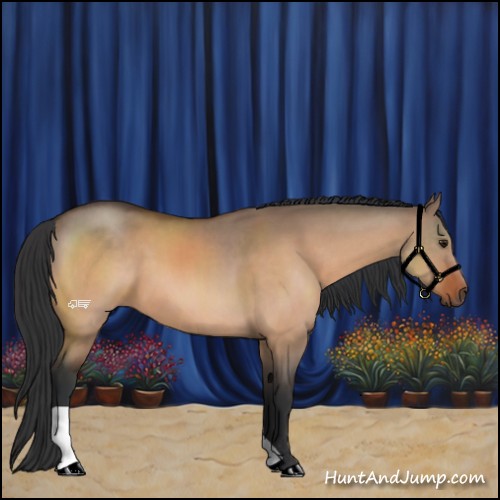 Horse Color:Bay Dun 