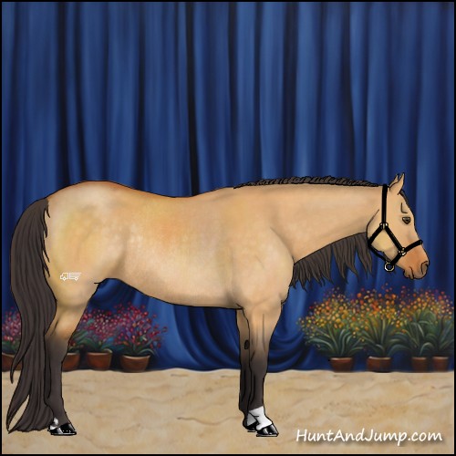 Horse Color:Buckskin Dun Rabicano 