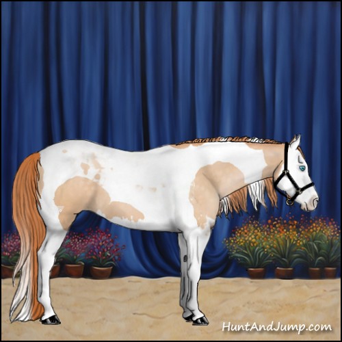 Horse Color:Buckskin Pearl Splash Tobiano 