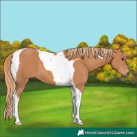 Horse Color:Chestnut Tobiano 