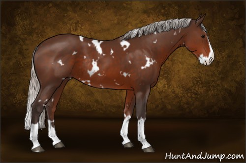 Horse Color:White Spotted Silver Brown Splash Rabicano 