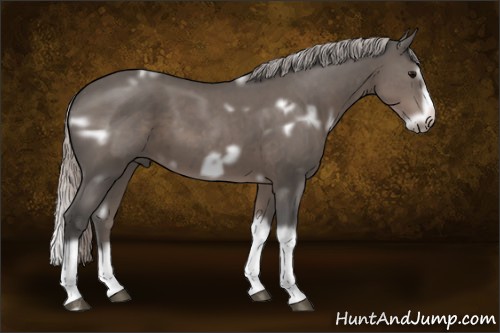 Horse Color:White Spotted Silver Black Splash Frame 