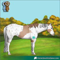 Horse Color:Black Pearl Sabino Splash  and White Spotted Black Sabino 