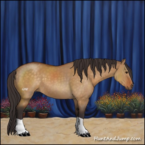Horse Color:Buckskin Dun 