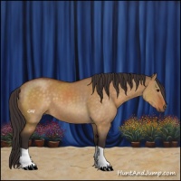 Horse Color:Buckskin Dun 