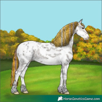 Horse Color:Painted Chocolate Grullo Ice Onyx Splash Tobiano Appaloosa Brindle