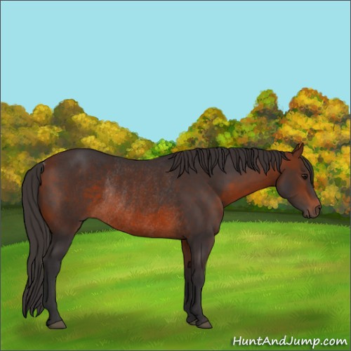 Horse Color:Bay Rabicano 