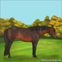 Horse Color:Bay Rabicano 