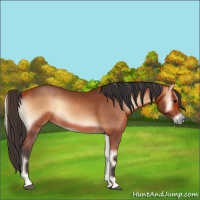 Horse Color:Bay Roan Onyx 