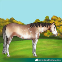 Horse Color:Bay Onyx Sabino Splash Rabicano 