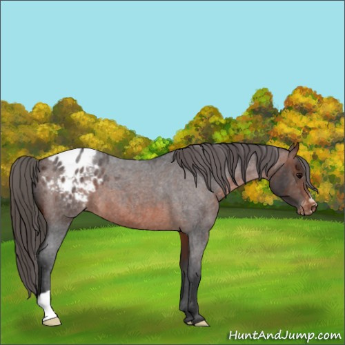 Horse Color:Brown Roan Appaloosa 