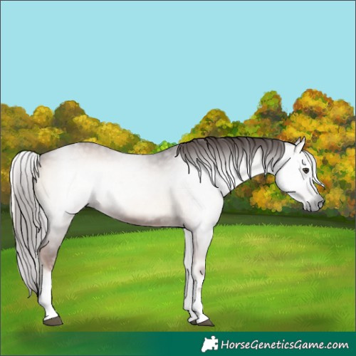 Horse Color:Gray White Spotted Red Onyx 