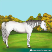 Horse Color:Gray White Spotted Red Onyx