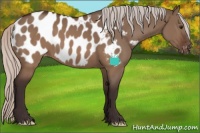 Horse Color:Silver Brown Dun Appaloosa 